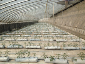 常见的几种温室大棚图片