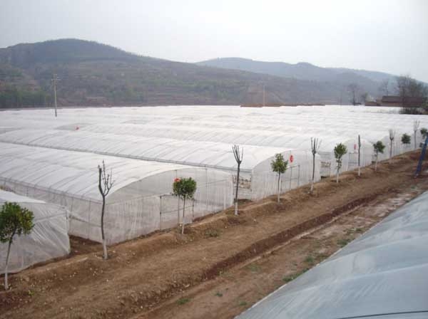 温室大棚建设该以什么姿态应对灾害性天气