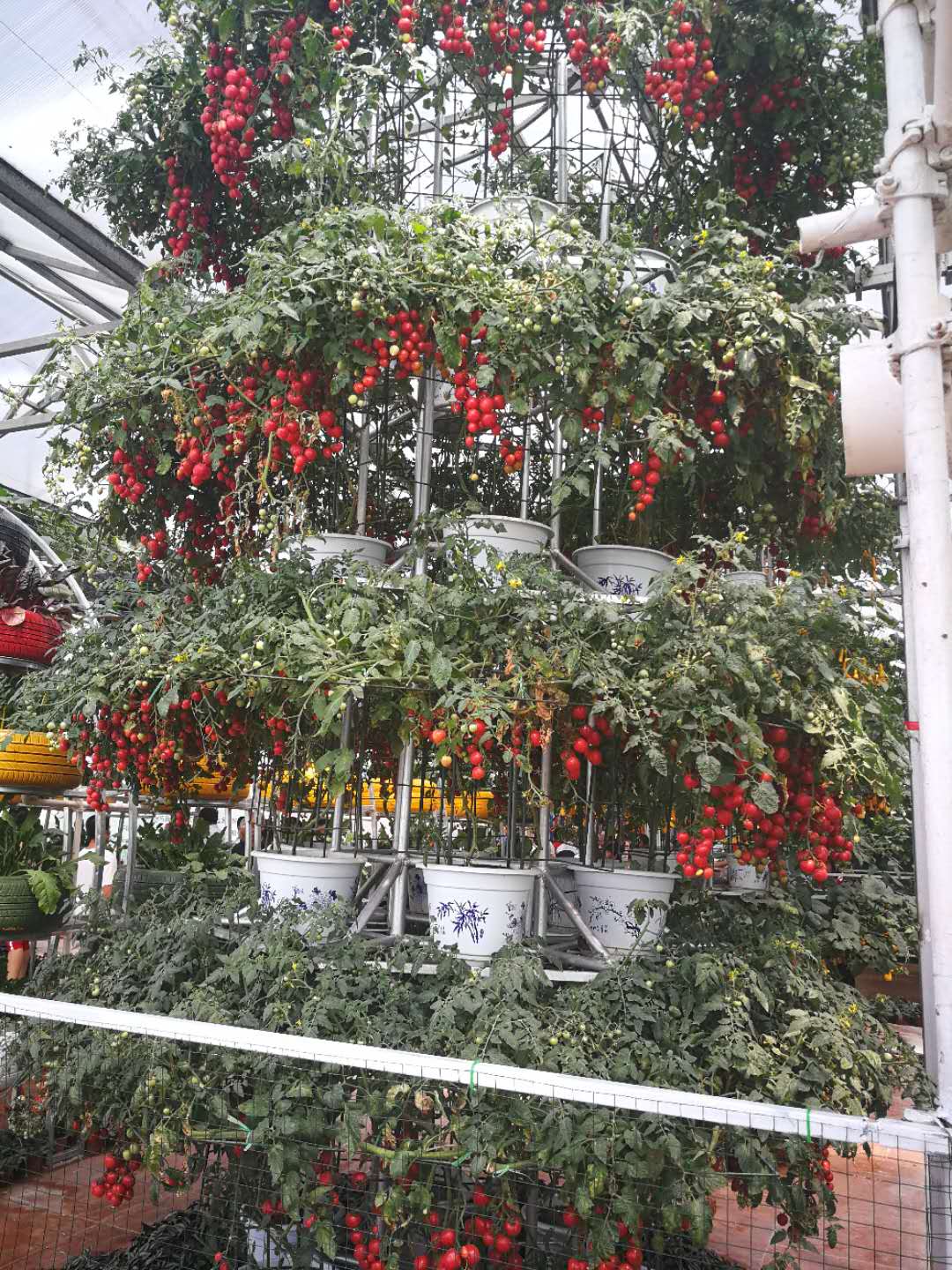 这样种植的西红柿，你吃过吗?